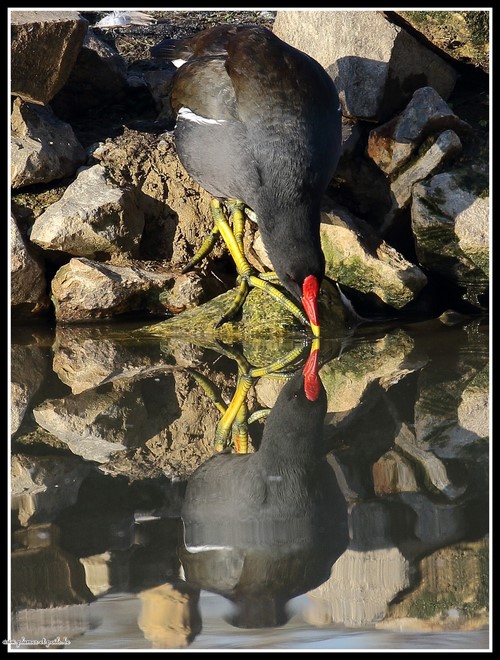 Gallinule poule-d'eau